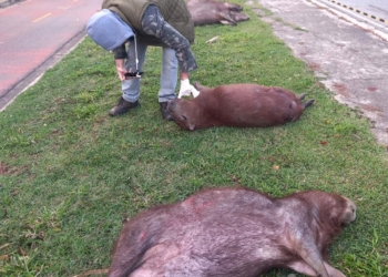 Associação Mata Ciliar denuncia atropelamento e morte de capivaras em Jundiaí