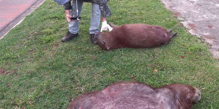 Associação Mata Ciliar denuncia atropelamento e morte de capivaras em Jundiaí