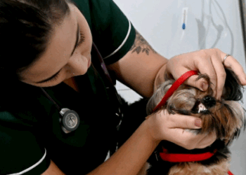 Consultório Veterinário Móvel na Vila Boa Vista terá atendimento também aos sábados