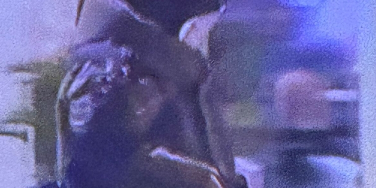 Objeto suspeito mobiliza equipe antibombas no Aeroporto de Viracopos em Campinas