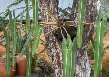 Produtor de Holambra lidera ação inédita de conservação de planta ameaçada de extinção