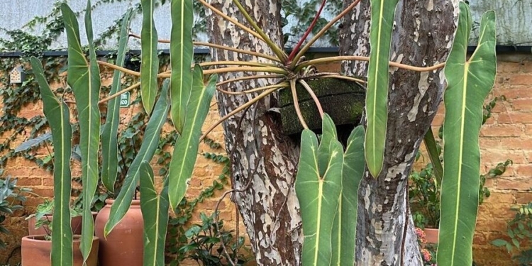 Produtor de Holambra lidera ação inédita de conservação de planta ameaçada de extinção