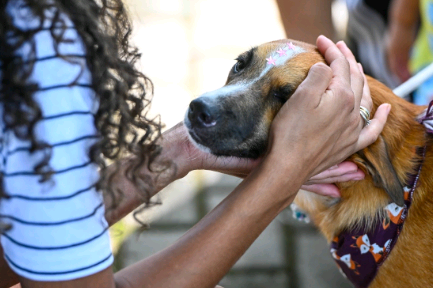 Taquaral recebe neste domingo mais uma edição da Feira de Adoção de Animais