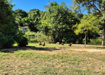 Prefeitura inicia esterilização de capivaras que vivem no Lago do Café