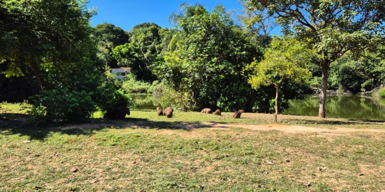 Prefeitura inicia esterilização de capivaras que vivem no Lago do Café