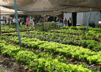 Horta piloto é inspiração para projetos de agricultura urbana em Campinas