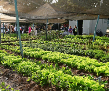 Horta piloto é inspiração para projetos de agricultura urbana em Campinas