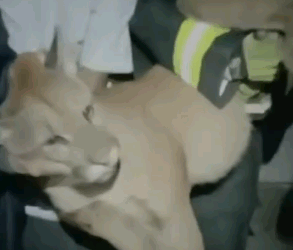 Onça-parda é capturada em lava-rápido no Centro de Vinhedo