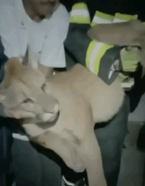 Onça-parda é capturada em lava-rápido no Centro de Vinhedo