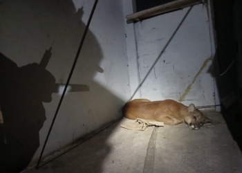 Por que as onças-pardas estão cada vez mais perto das cidades? Entenda