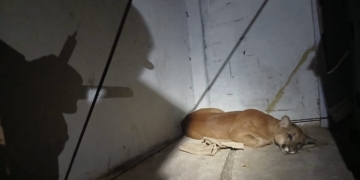 Por que as onças-pardas estão cada vez mais perto das cidades? Entenda