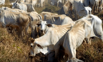 Artigo: Brasil é reconhecido como zona livre de Febre Aftosa sem vacinação – por Francis Flosi 