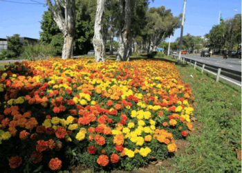 Campinas, você floresce no coração de quem chega – por Márcia Romão