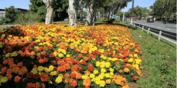 Campinas, você floresce no coração de quem chega – por Márcia Romão