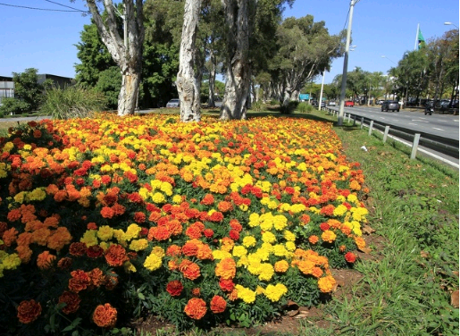 Campinas, você floresce no coração de quem chega – por Márcia Romão