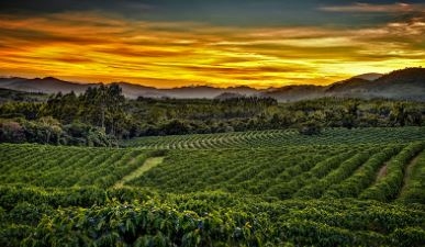Espírito Santo do Pinhal recebe megaevento de Vinhos de Inverno e agronegócio