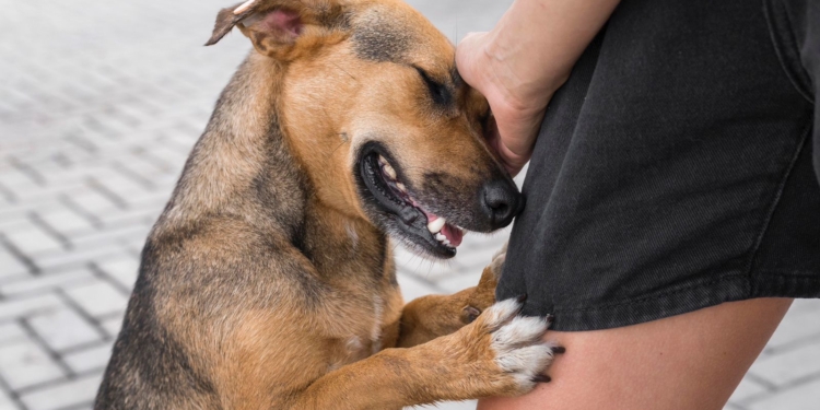 Amor que não se mede por raça: 31 de julho celebra o Dia do Vira-Lata