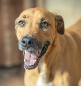 O Caramelo não é vira-lata! – por Luis Felipe Valle