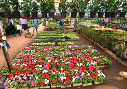 Ceasa celebra aniversário da cidade com distribuição gratuita de Sopa de Cebola neste sábado