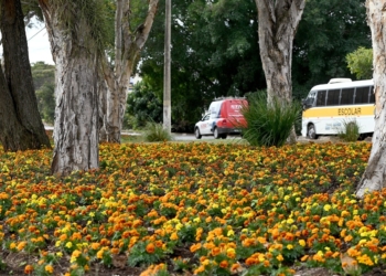Inverno florido embeleza canteiros e jardins de Campinas; veja fotos