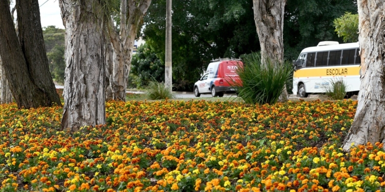 Inverno florido embeleza canteiros e jardins de Campinas; veja fotos