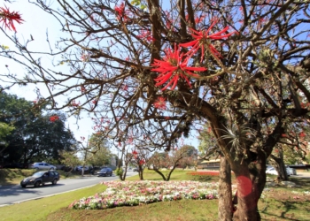 Inverno florido embeleza canteiros e jardins de Campinas; veja fotos