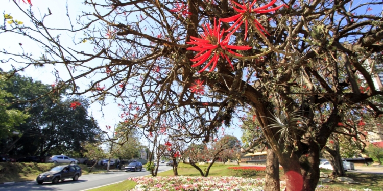 Inverno florido embeleza canteiros e jardins de Campinas; veja fotos