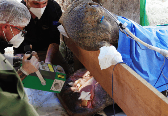 Hipopótamo do Bosque dos Jequitibás passa por tratamento odontológico