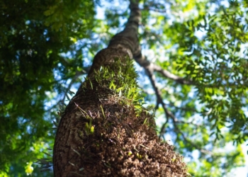 Plataforma multimídia de notícias, análise e serviço