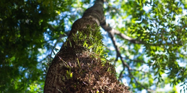 Plataforma multimídia de notícias, análise e serviço