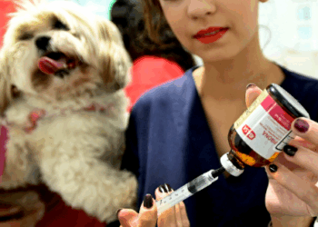 Consultórios Móveis atenderão neste sábado no Nova Europa e Vila Boa Vista