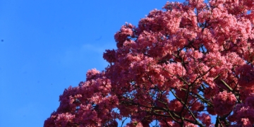 Início da florada dos ipês garante colorido à paisagem urbana de Campinas