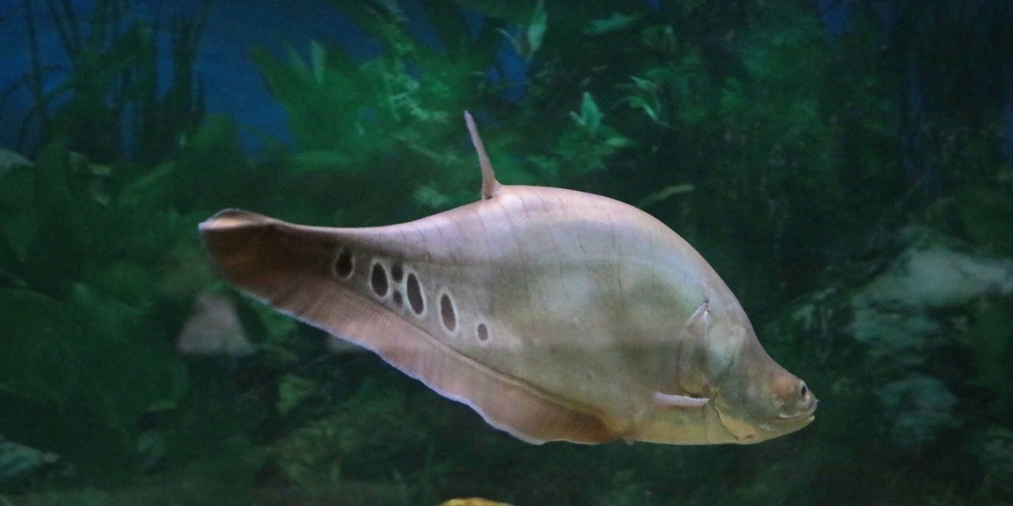 Aquário Municipal retoma atividades no Bosque dos Jequitibás