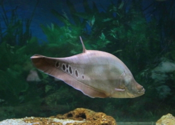 Aquário Municipal retoma atividades no Bosque dos Jequitibás