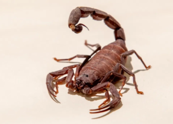 Estado de SP registra quase 23 mil ocorrências com escorpiões; veja cuidados e onde buscar ajuda