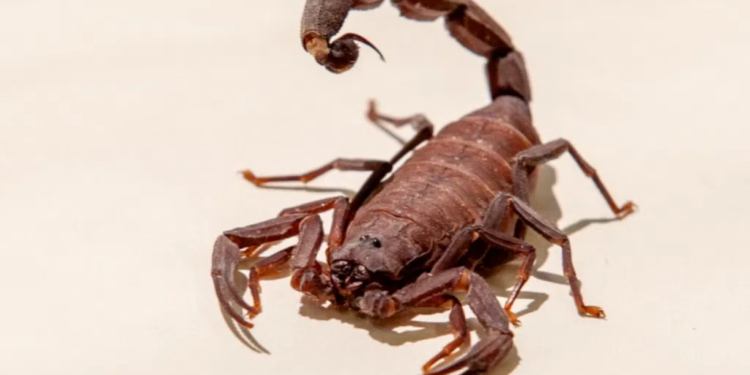 Estado de SP registra quase 23 mil ocorrências com escorpiões; veja cuidados e onde buscar ajuda