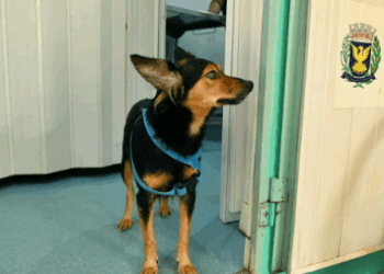 DPBEA registra 19,7% de crescimento em atendimentos no 1º semestre