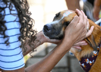 Câmara vota proposta que endurece punições para maus-tratos a animais