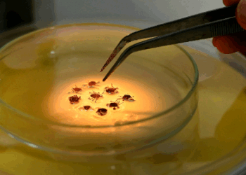 Campinas tem registro de mais dois óbitos por febre maculosa