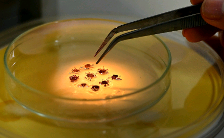 Campinas tem registro de mais dois óbitos por febre maculosa