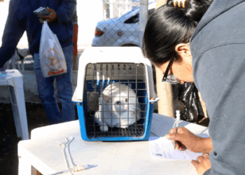 Castração gratuita de cães e gatos: agendamento começa nesta terça em Campinas