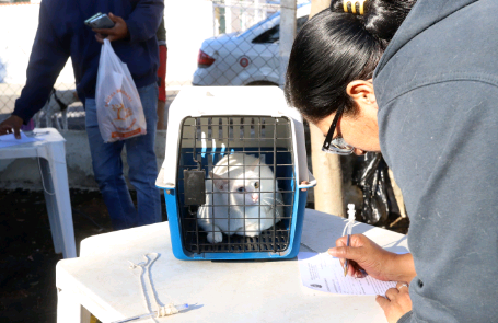 Castração gratuita de cães e gatos: agendamento começa nesta terça em Campinas