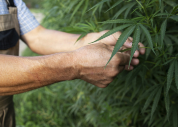 Especialistas propõem marco regulatório para uso medicinal da cannabis