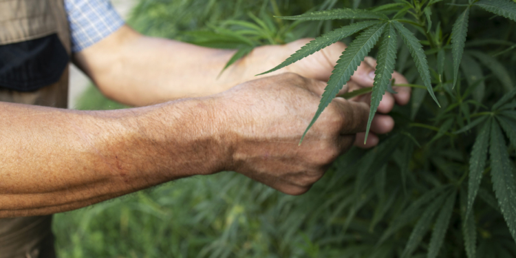 Especialistas propõem marco regulatório para uso medicinal da cannabis