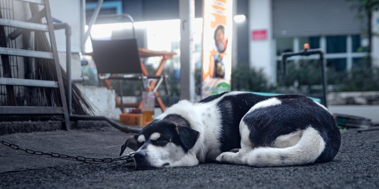 Governo de SP proíbe acorrentamento de pets