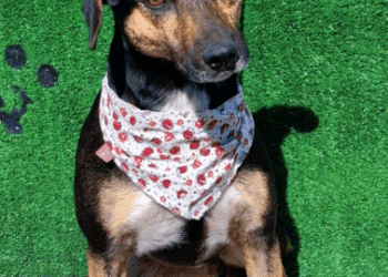 Dia dos Pais tem Feira de Adoção de Animais na Lagoa do Taquaral