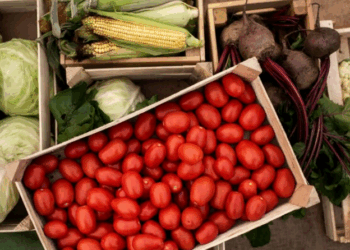 Artigo: Sucesso na produção de hortifrútis é baseado em quatro pilares – por Renato Francischelli