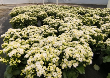 Dia dos Pais também movimenta setor de flores e plantas