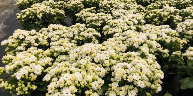Dia dos Pais também movimenta setor de flores e plantas