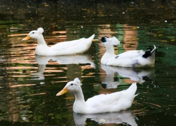 Marrecos pompom são os novos moradores do lago do Bosque dos Jequitibás